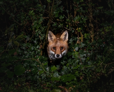 The stare in the night