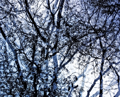 Albizia