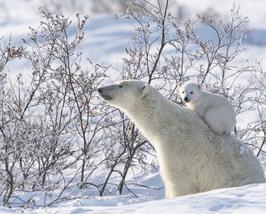 FAR NORTH