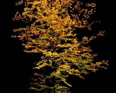 Autumn Glow