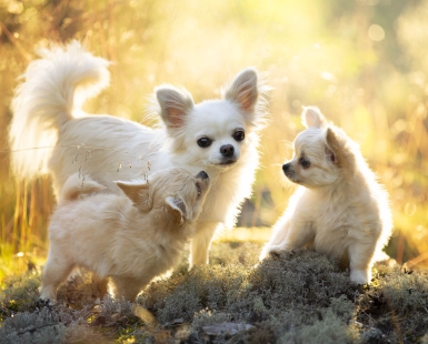 Mothers love