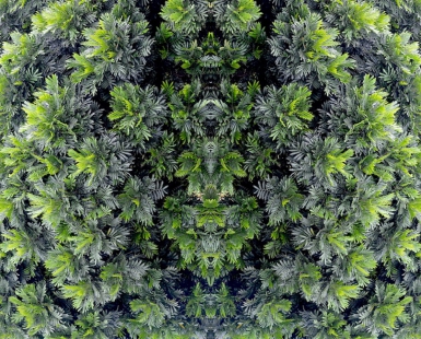 Wild Green