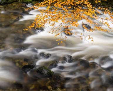 River Shimna at Tollynore Forest Park