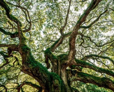 I Saw in Charleston a Live-Oak Growing