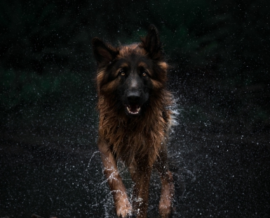 Shepherd in the Glade