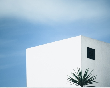 the palm