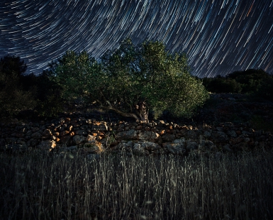 Olive tree