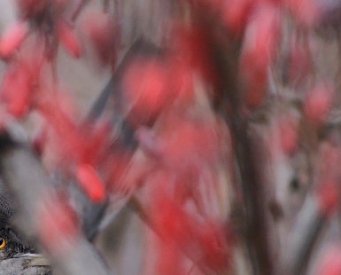 The bushes have eyes