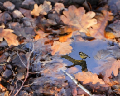 In the puddle