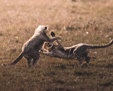 Spirited Play