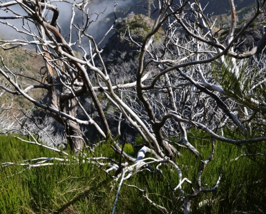 Smoky branches