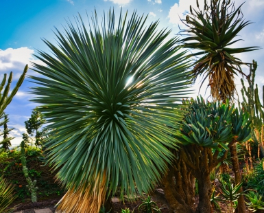 Pulsating succulent