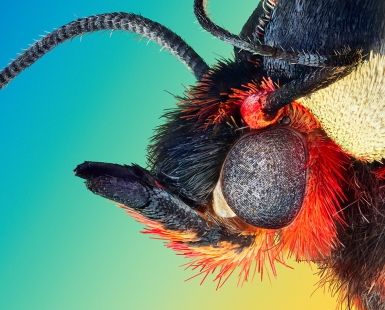 Microcosmic portrait of a garden tiger moth Arctia caja