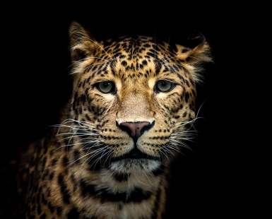 Tao, the beautiful china panther.