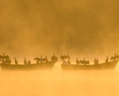 Cormorant Uprising 
