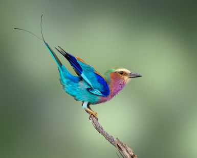 Lilac-breasted roller