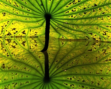 Lotus Old Leaf