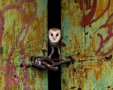 The door
