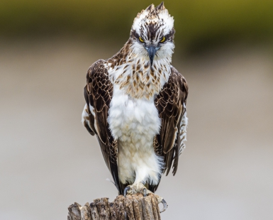 Osprey