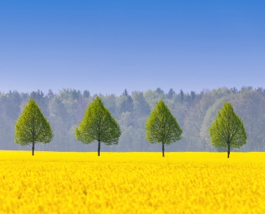 Like leaves