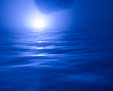 Whale Shark at Night