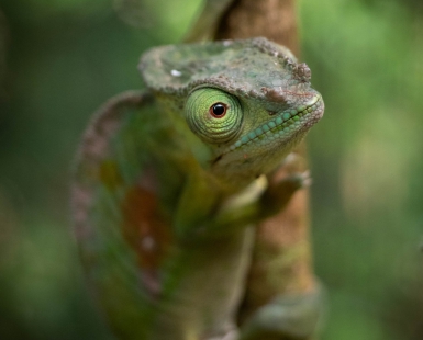 Chameleon