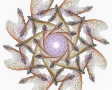 Mandala with Maple Samaras