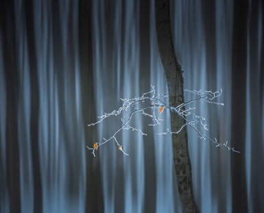 Last leaves