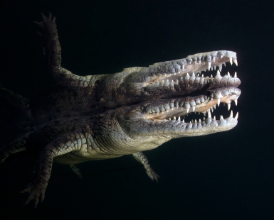 Crocodile Mirror