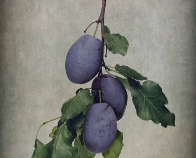 Prunus domestica L. 'Burbank Grand Priz