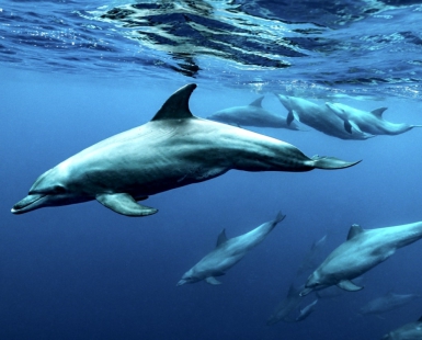 Into the blue