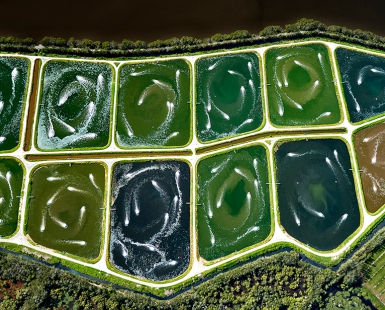 Aquaculture ponds