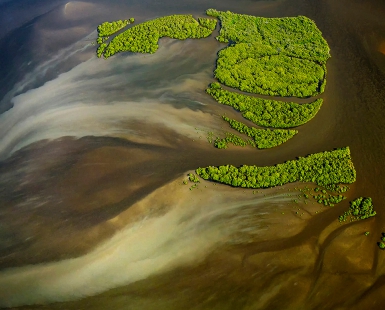 Mangroves and mud