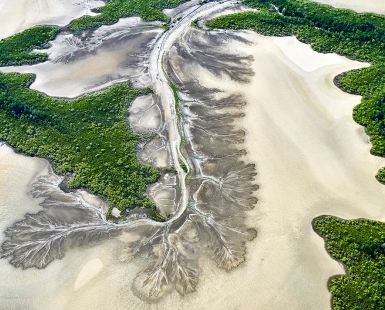 Tidal flats and mangroves 2