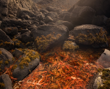 Autumnal Sea Bed