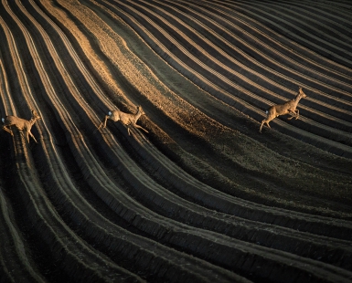 Meeting with wild nature