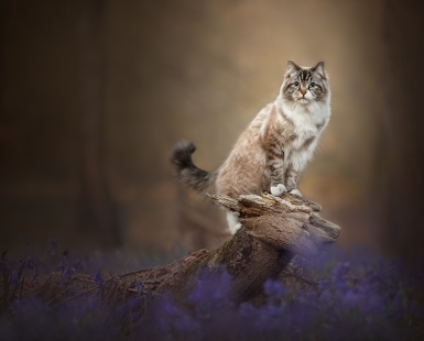 On The Lookout