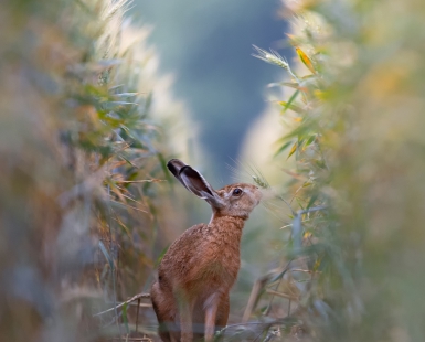 Brown hare in the grain