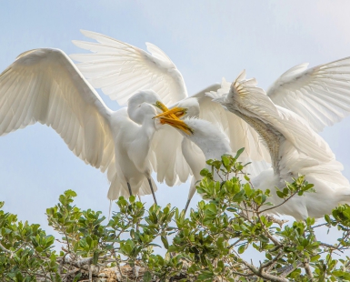 THREE BEAKS