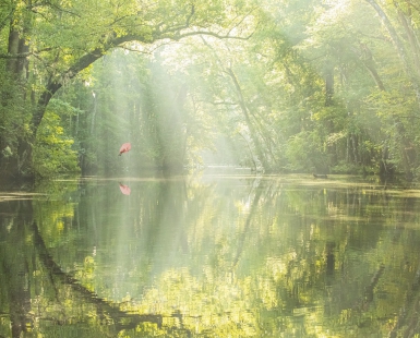 AUGUST SWAMPSCAPE