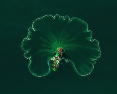 OCEAN LOTUS LEAF