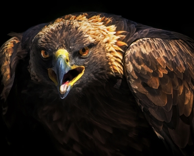 Golden Eagle