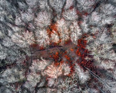all the leaves are brown