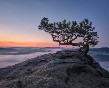 Pine about morningfog