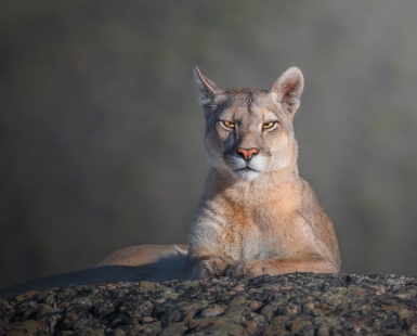 Royal portrait of a cougar