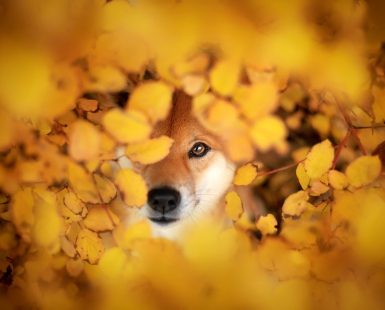 animal soul