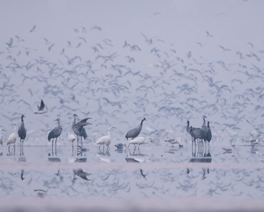 Birds