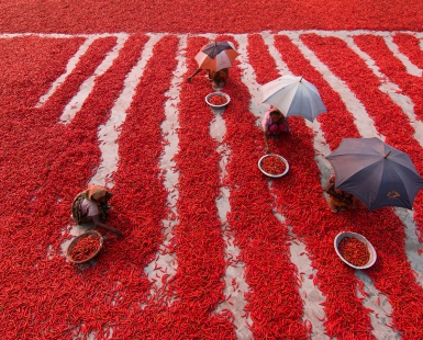 Red chilies pickers