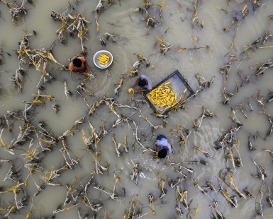 Flood water has damaged crops