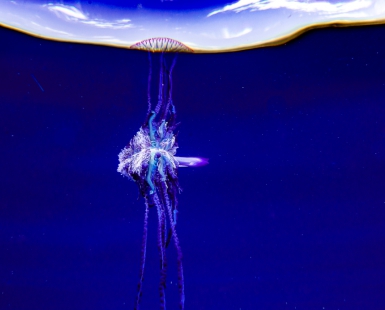Portuguese man of War Atlantic ocean